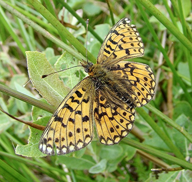 small pearl-bordered fritillary